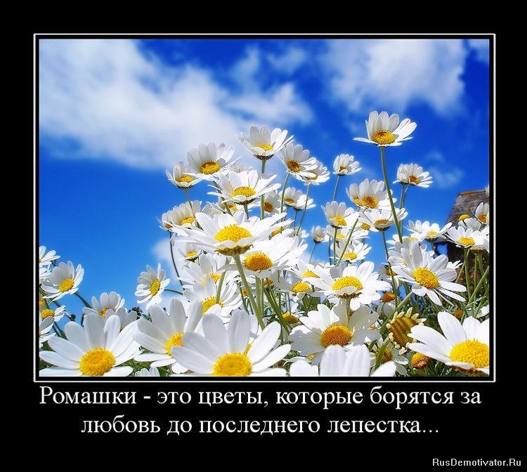 http://www.rusdemotivator.ru/uploads/posts/2010-02/1266402134_922143_romashki-eto-tsvetyi-kotoryie-boryatsya-za-lyubov-do-poslednego-lepestka.jpg