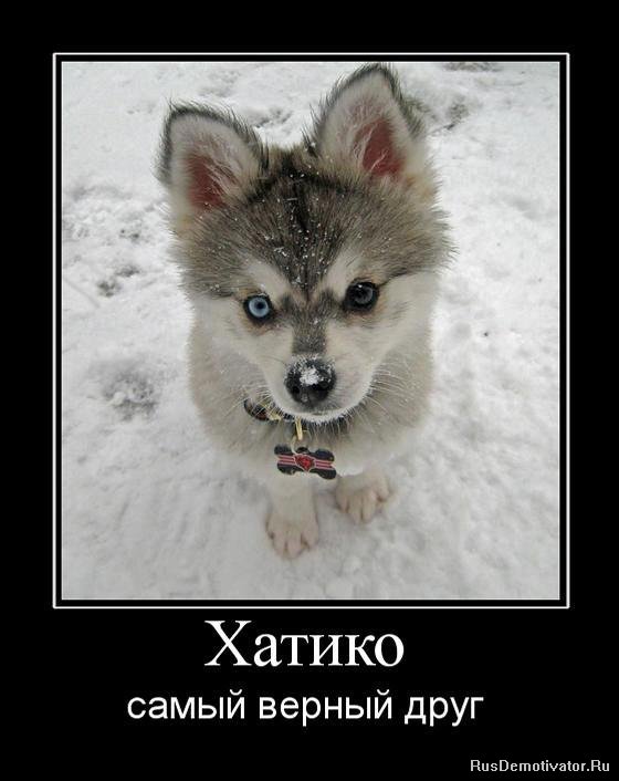 http://www.rusdemotivator.ru/uploads/posts/2010-05/1274217368_115583_hatiko.jpg