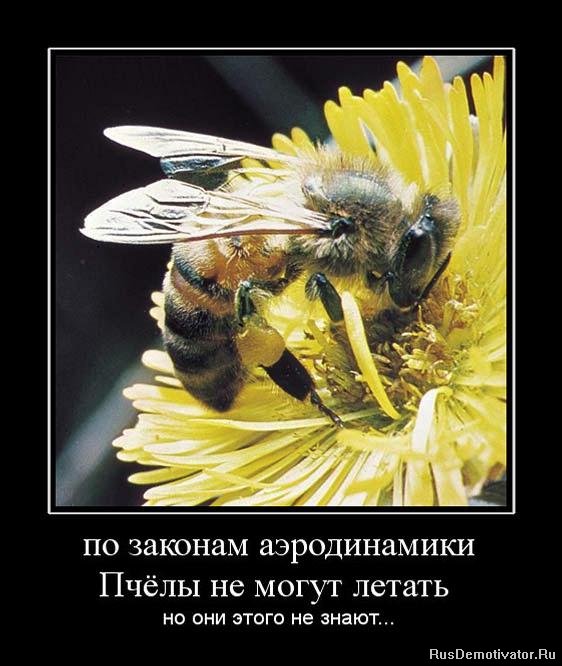 http://www.rusdemotivator.ru/uploads/posts/2010-12/1291991606_758334_po-zakonam-aerodinamiki-pchyolyi-ne-mogut-letat-.jpg