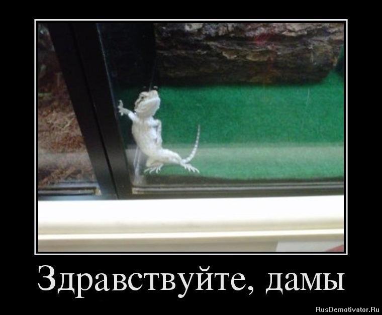 http://www.rusdemotivator.ru/uploads/posts/2012-07/1343642102_46508339_zdrastvujte-damyi.jpg